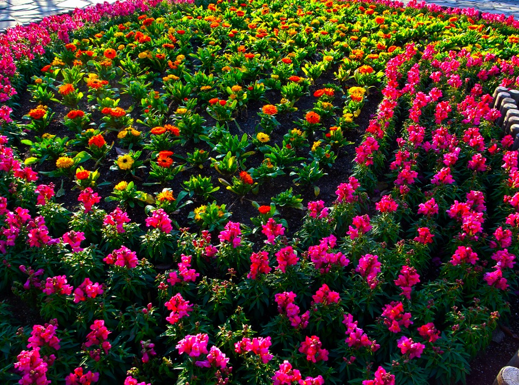 Winter Flower Bed VEGF ov canc Y K Kyoto Flickr
