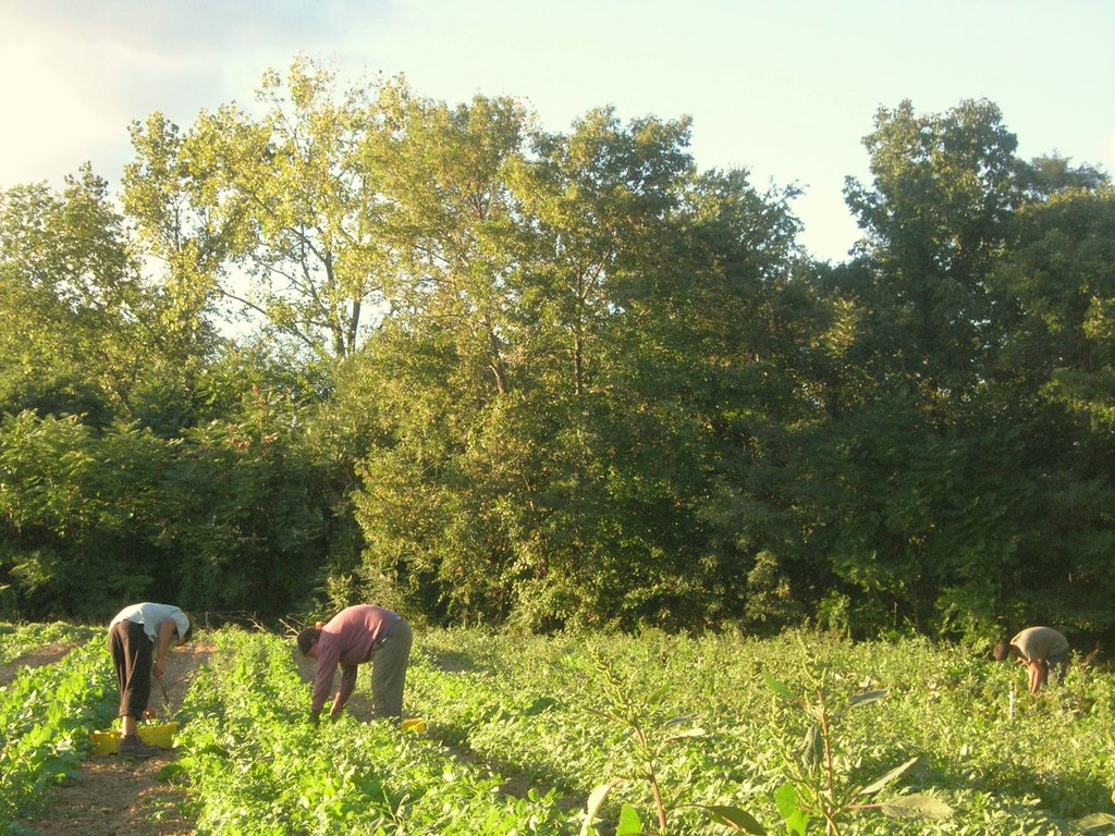 Untitled Eight Acres at Wheatland Vegetable Farms Flickr