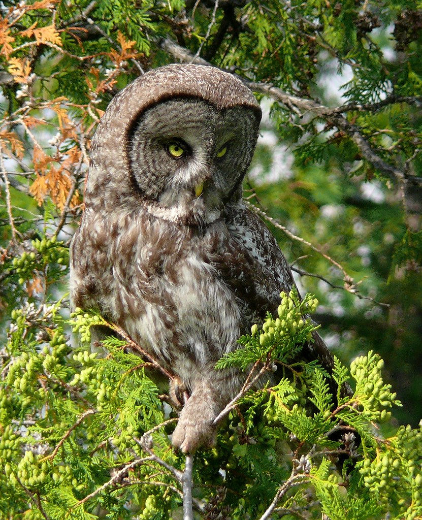 GGO2 kenabeek_mike Flickr