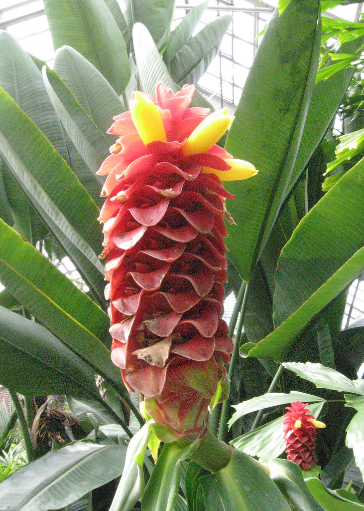 Spiral Ginger 2 A Spiral Ginger in Brookside Gardens at Wh… Flickr