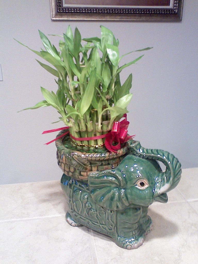 Elephant Bamboo Plant Dad gave this to mom for valentines … Flickr