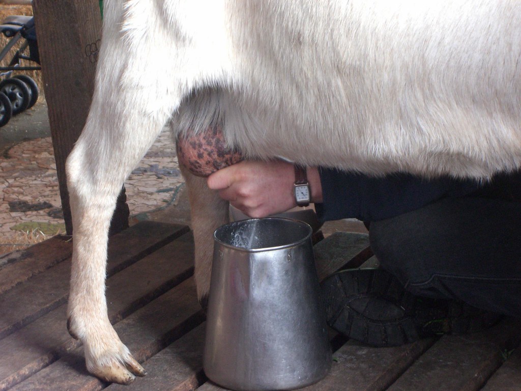 Milking a goat closeup Collingwood Children's Farm Flickr