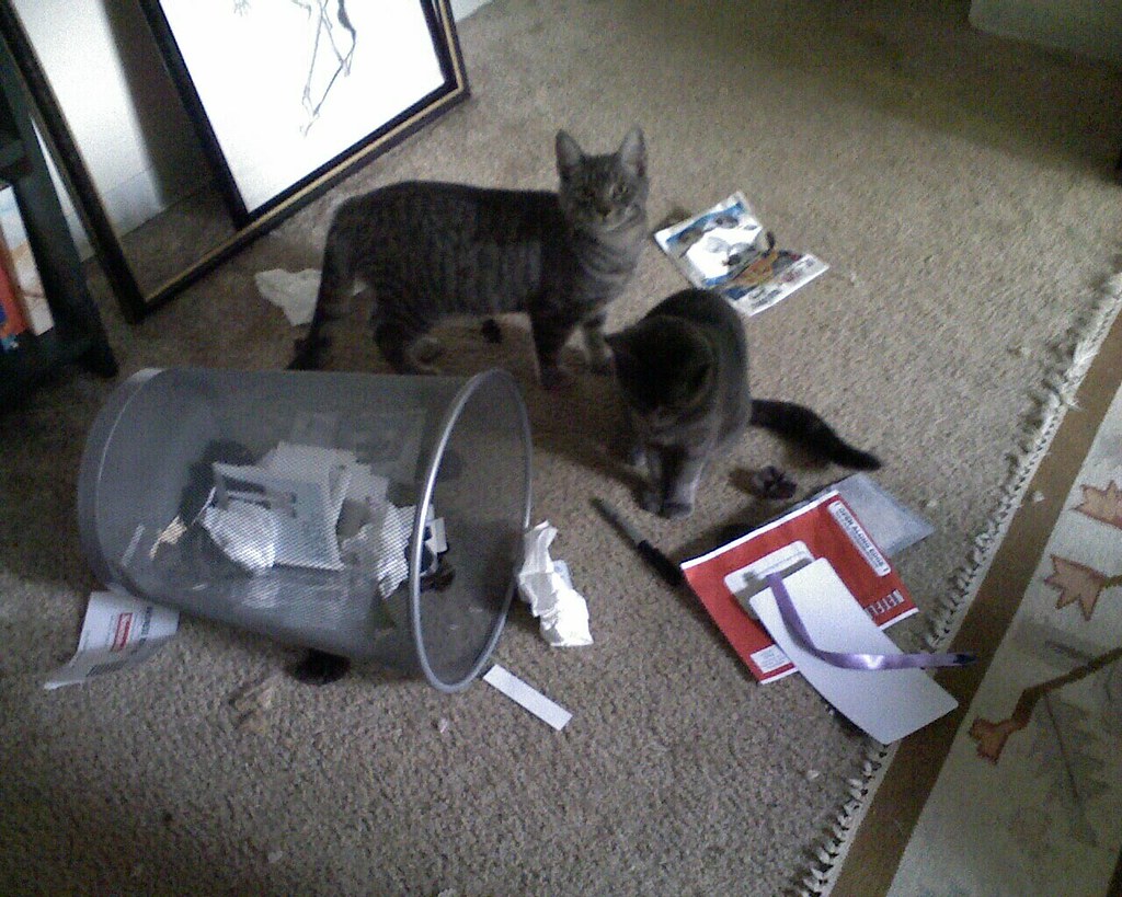 bad kittens! alithea o'dell Flickr