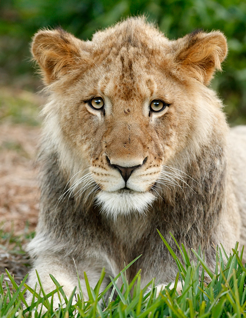 Nyack_F9P1695 Nyack from Lion Camp at the San Diego Wild A… Flickr