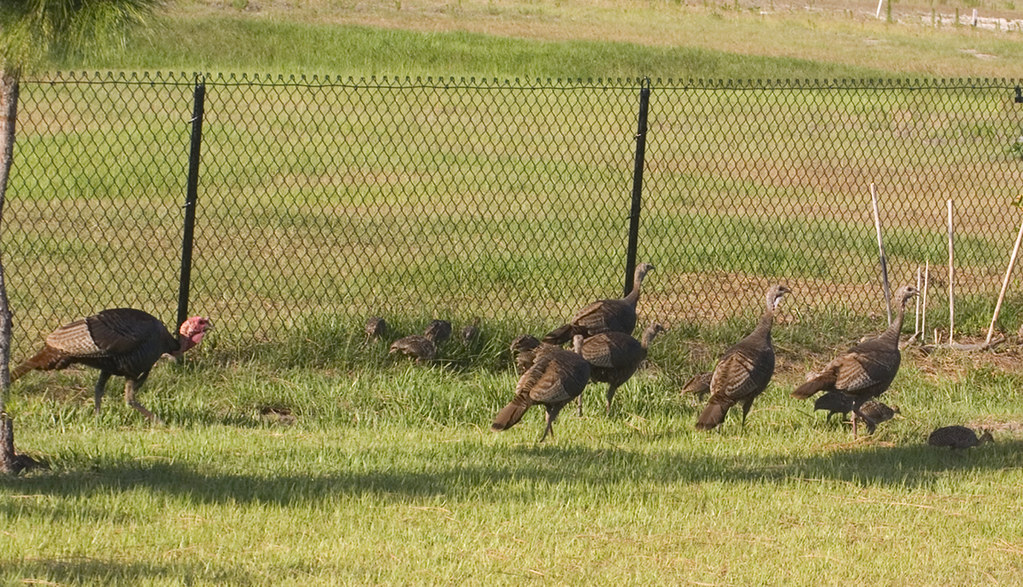 Wild Turkey, Tom, Hen & Poults/Chicks May 30, 2008, Family… Flickr