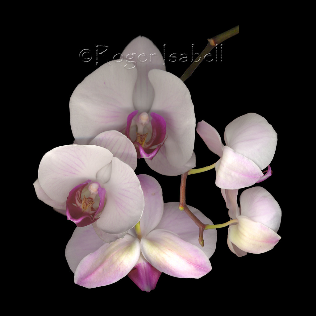White Orchid Collage Upside down on their stems Roger Isabell Flickr