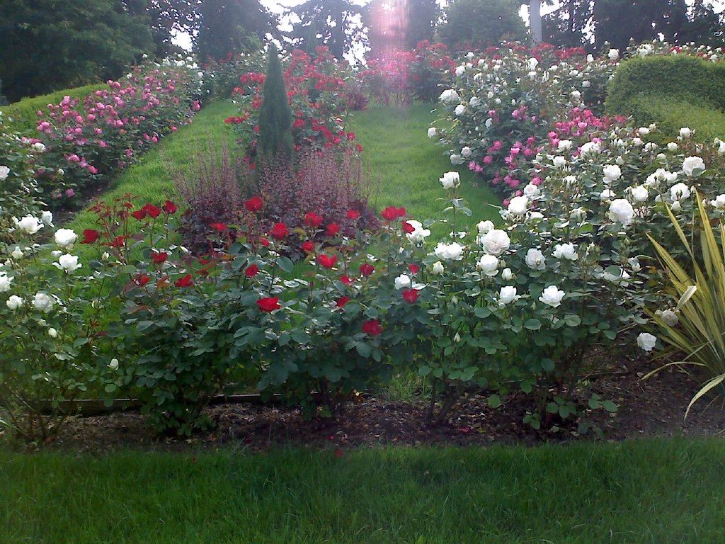 Washington Park entry roses Jason McHuff Flickr