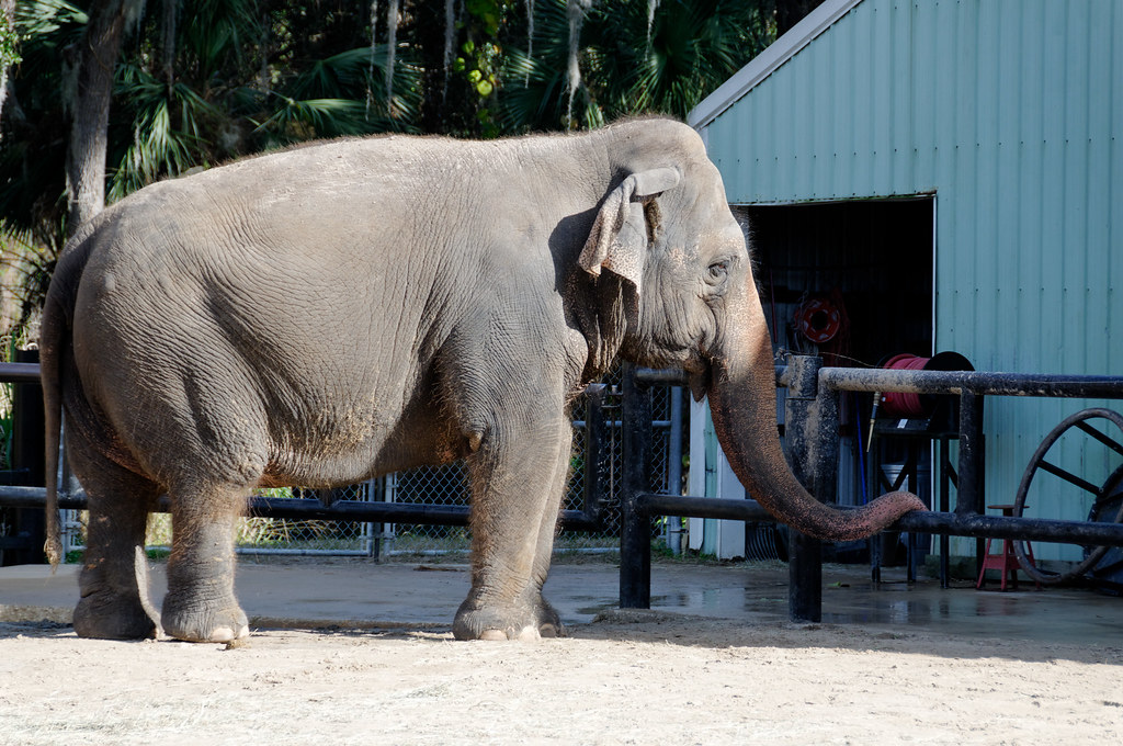 Central_FL_Zoo23 Asian Elephant Facts + Adult Weight
