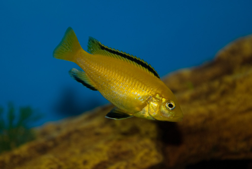 Electric Yellow Lab (African Cichlid) The Electric Yellow … Flickr