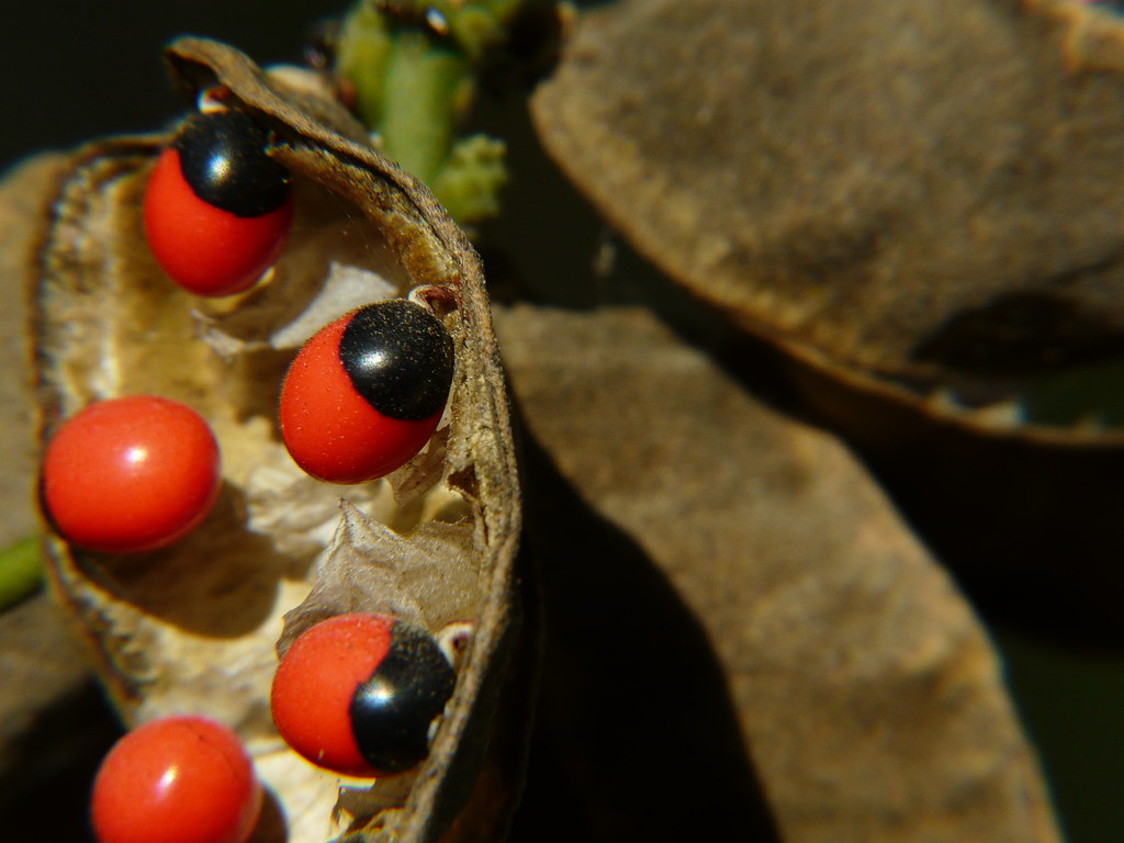 Gunja (Marathi गुंज) Fabaceae (pea, or legume family) » A… Flickr