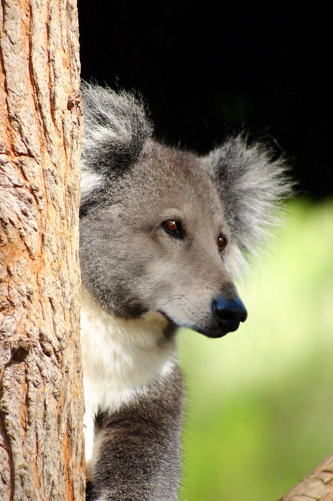 Koala dog Jay Free Flickr