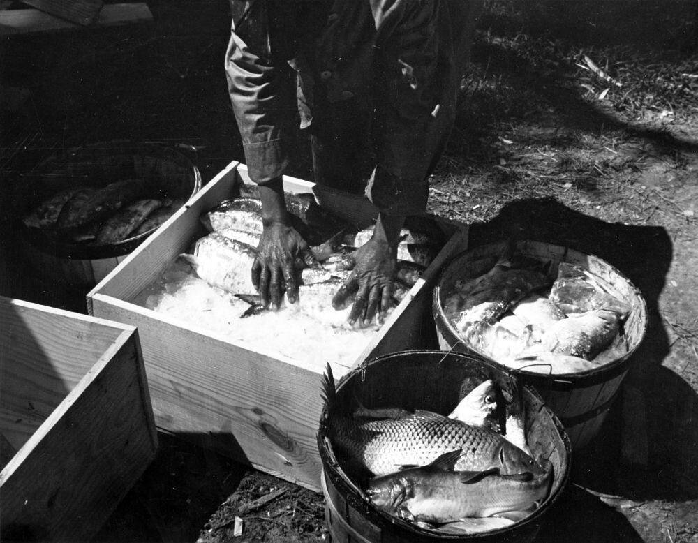 PhC_9_2_56_22a Anchor gill net fishing, Edenton, no date; … Flickr