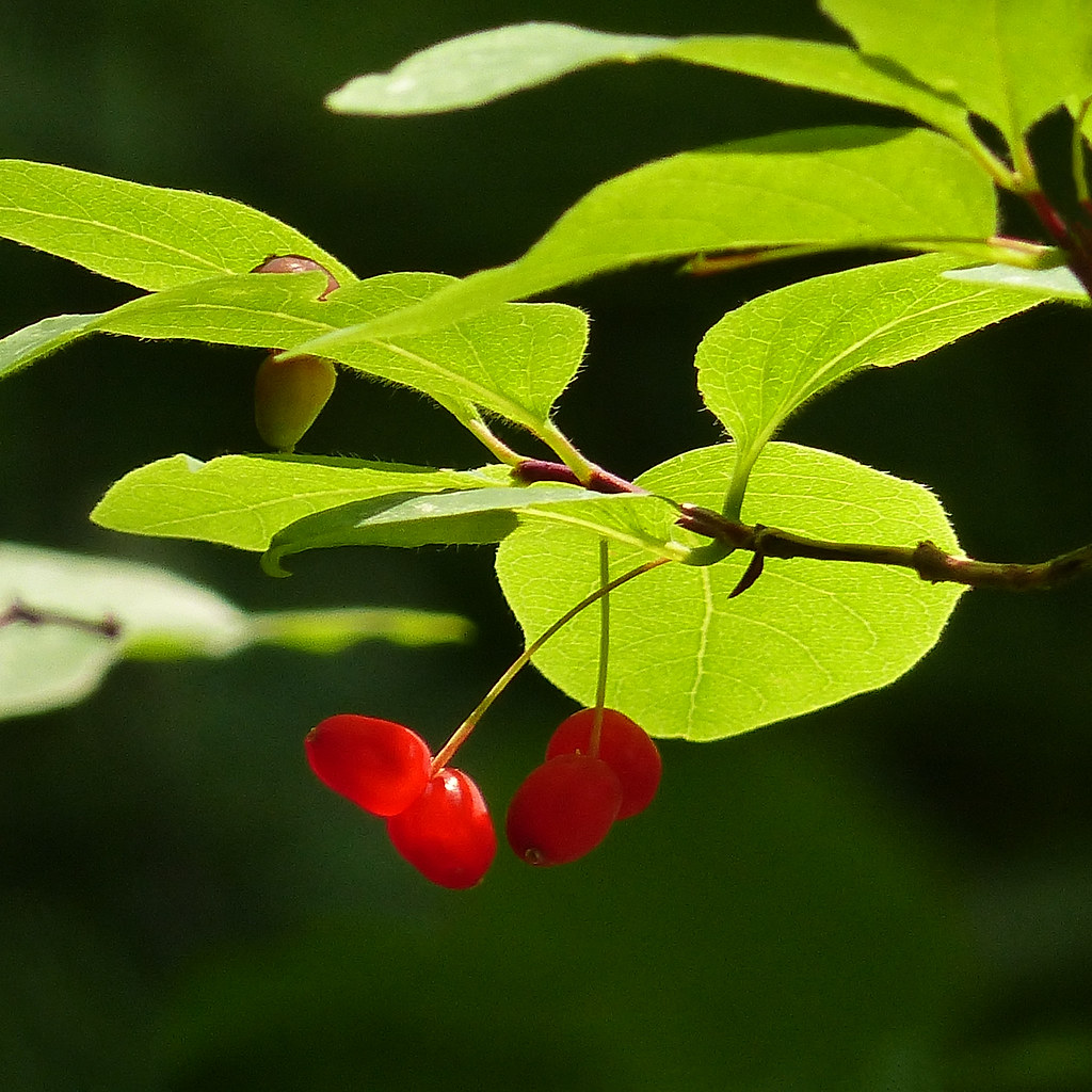 Utah Honeysuckle / Lonicera utahensis Not a particularly i… Flickr