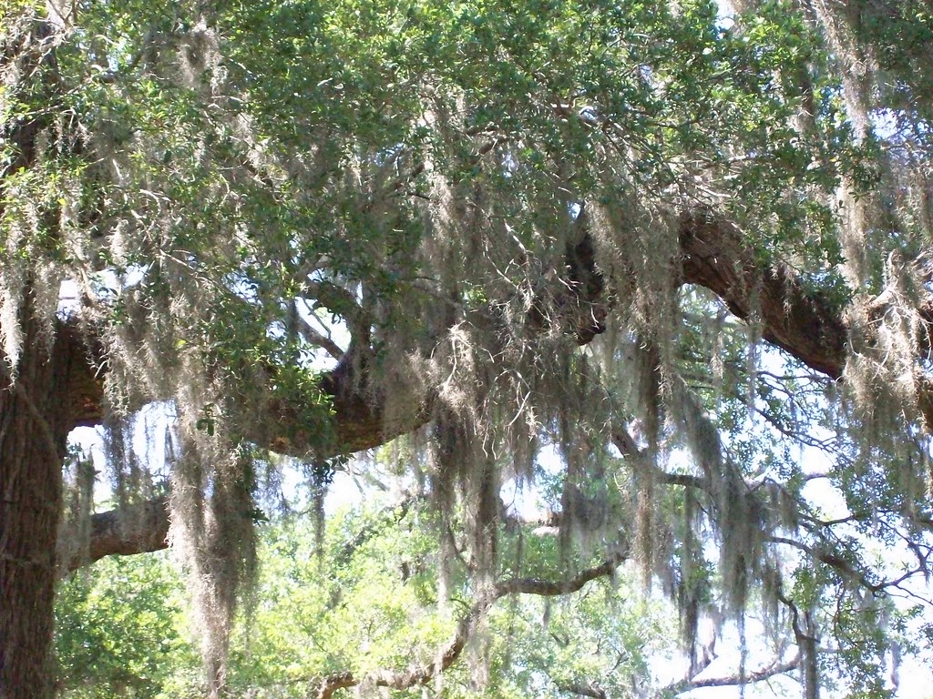 Bonneau Ferry Spanish Moss on a Live Oak Danny McKiernan Flickr