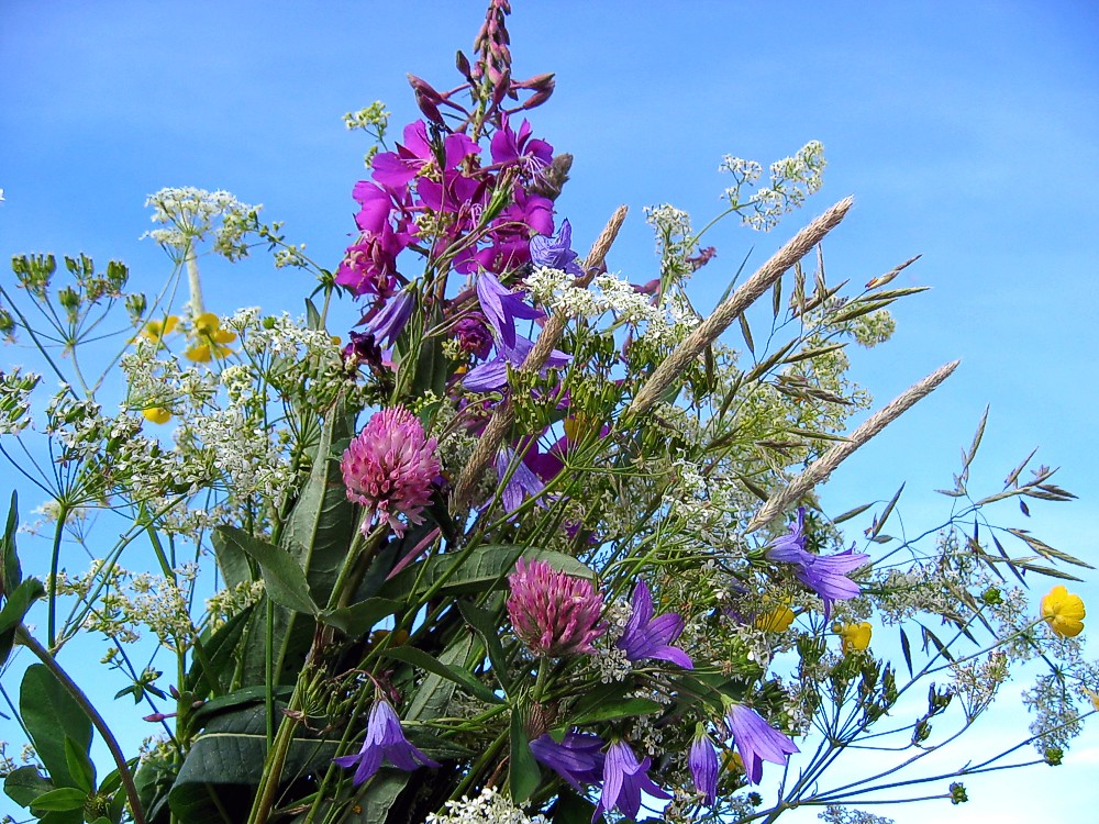 Midsummer Flowers Llc at Jennifer Annis blog