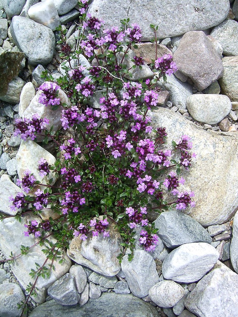 Wild mountain thyme Will Ye Go, Lassie? (Wild Mountain Thy… Flickr