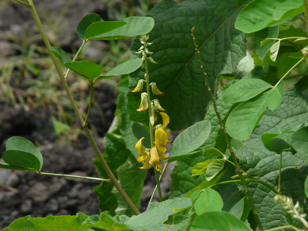 About Pea In Marathi Latest