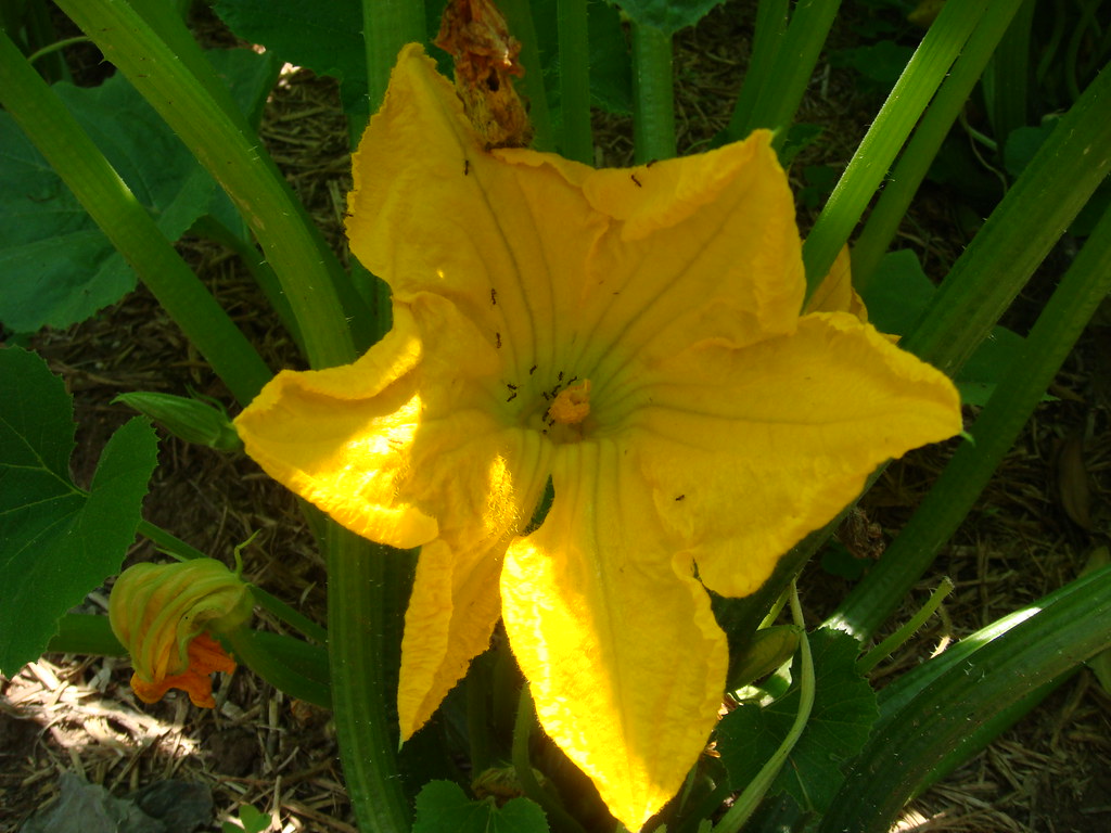 Zucchini flower with ants a photo on Flickriver