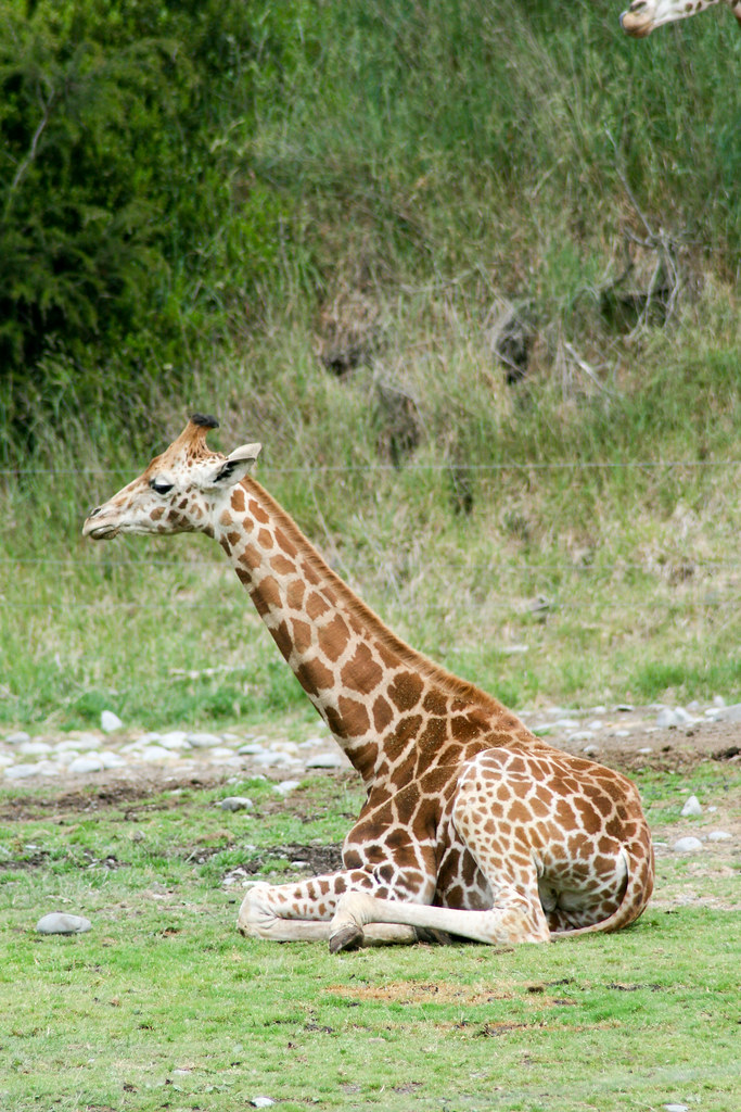 Giraffe Calf Sage K. Flickr