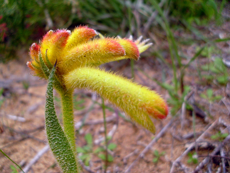 Cats Paw Fern