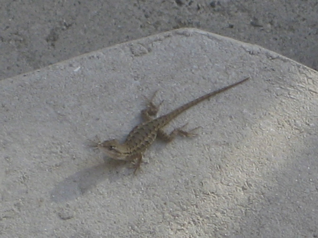 Godzilla's MiniMe This young Western Fence Lizard was sit… Flickr