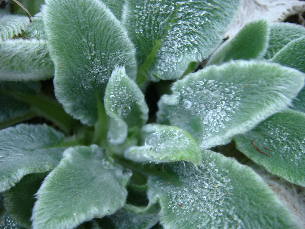 lambs' ears Stachys byzantina Louisa Billeter Flickr
