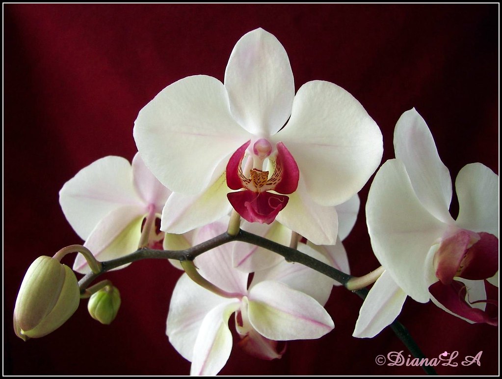 FLOWERS / ORCHIDS Explore 90 on Thursday, October 9, 2008… Flickr