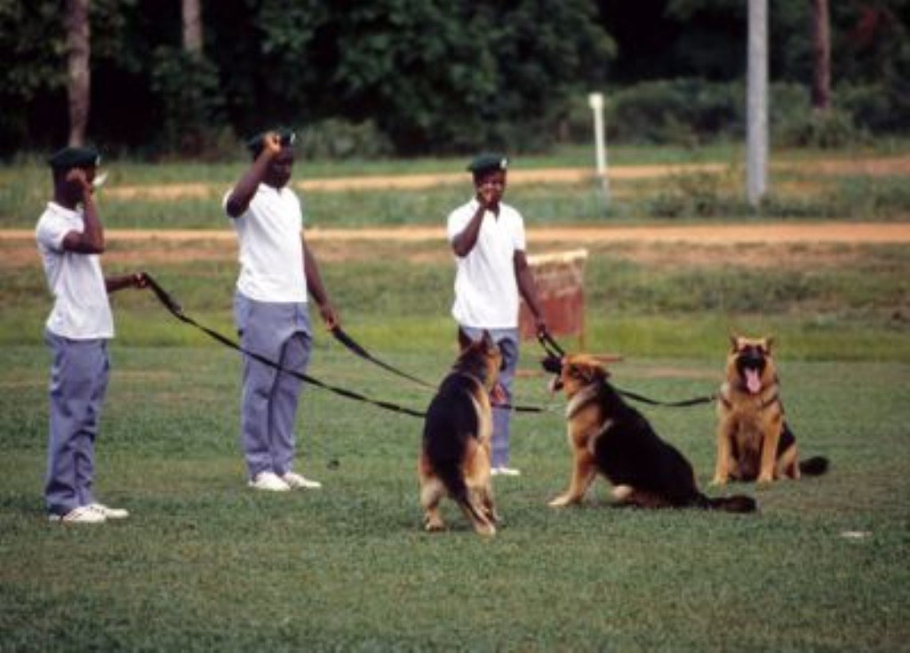 Dog handlers and trained dogs Men training dogs for securi… Flickr
