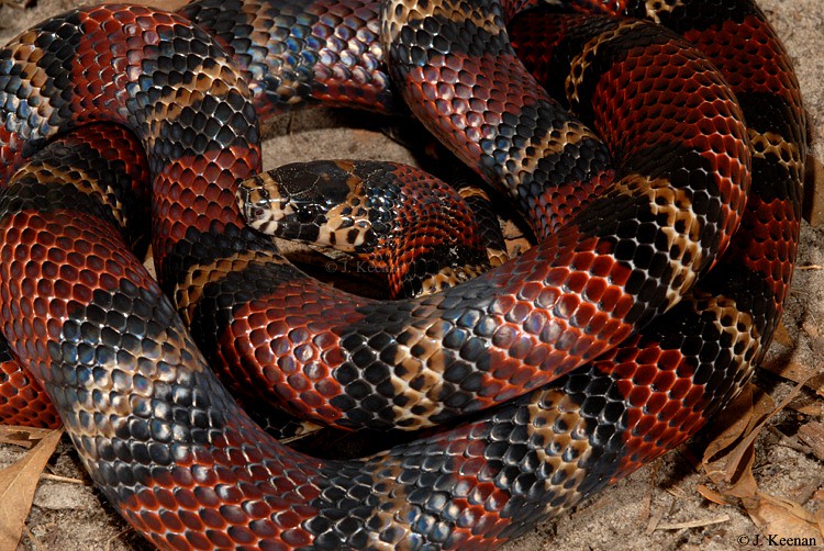 10 Types of Milk Snakes to Keep as Pets Reptile Jam