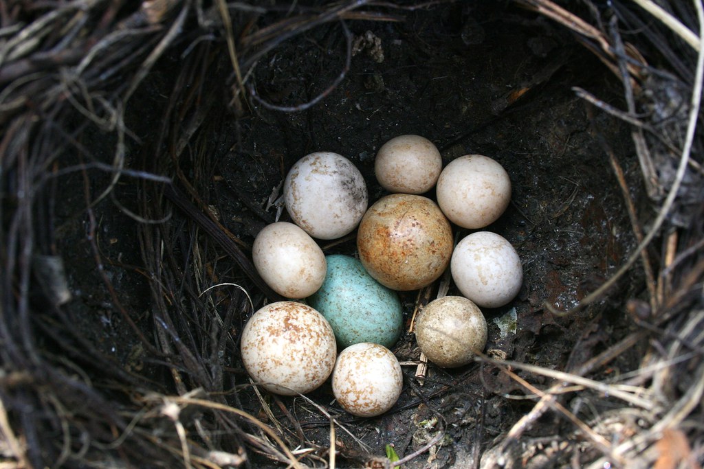 How long can a bird egg live without warmth? [Expert Review]