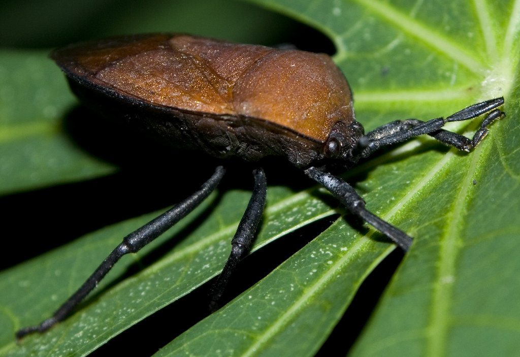 bena perang 1 MEMANG RIZALIS ENT. Flickr