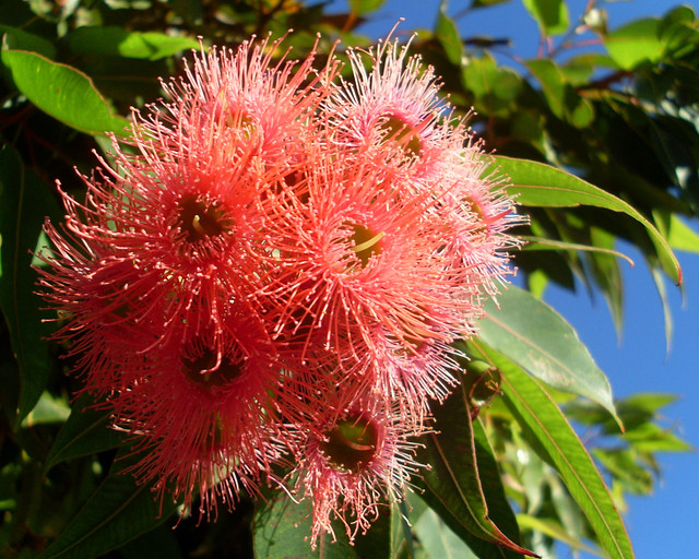 Beautiful Flower This is my first upload of the new year, … Flickr