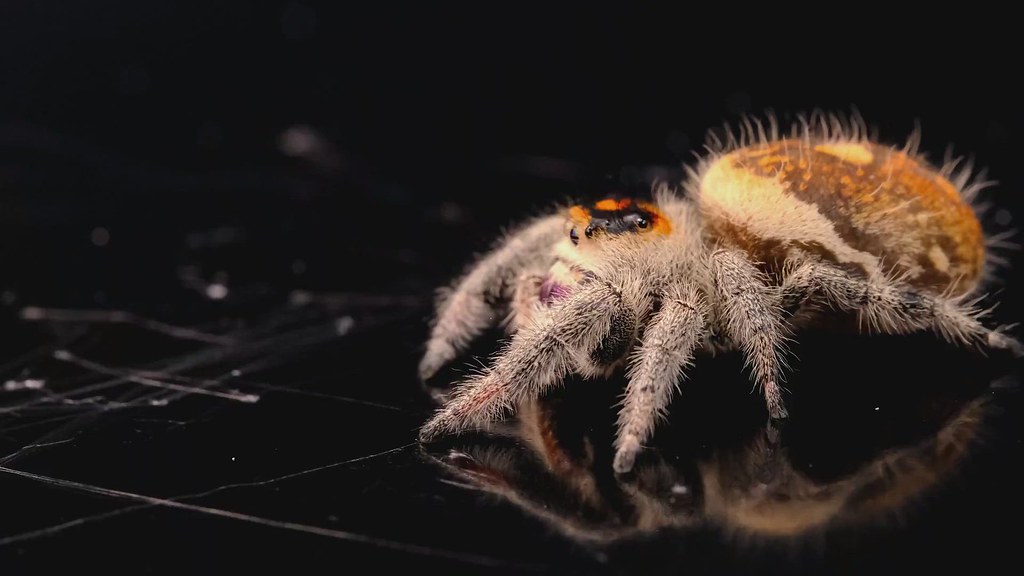 Female Regal Jumping Spider with substrate reflection (050… Flickr