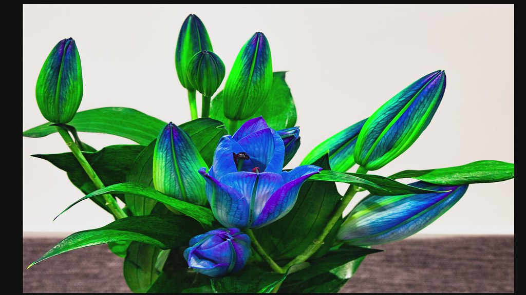 Lily blooming flower timelapse video. Edited in Adobe A… Flickr