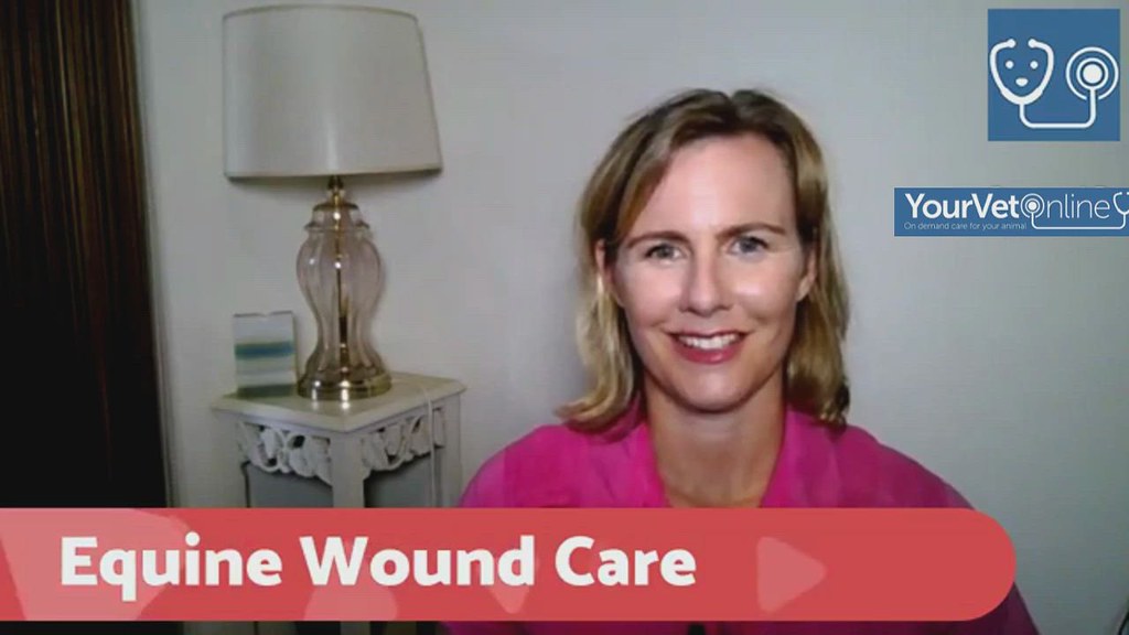 Horse wound care how to prevent proud flesh Learn all ab… Flickr