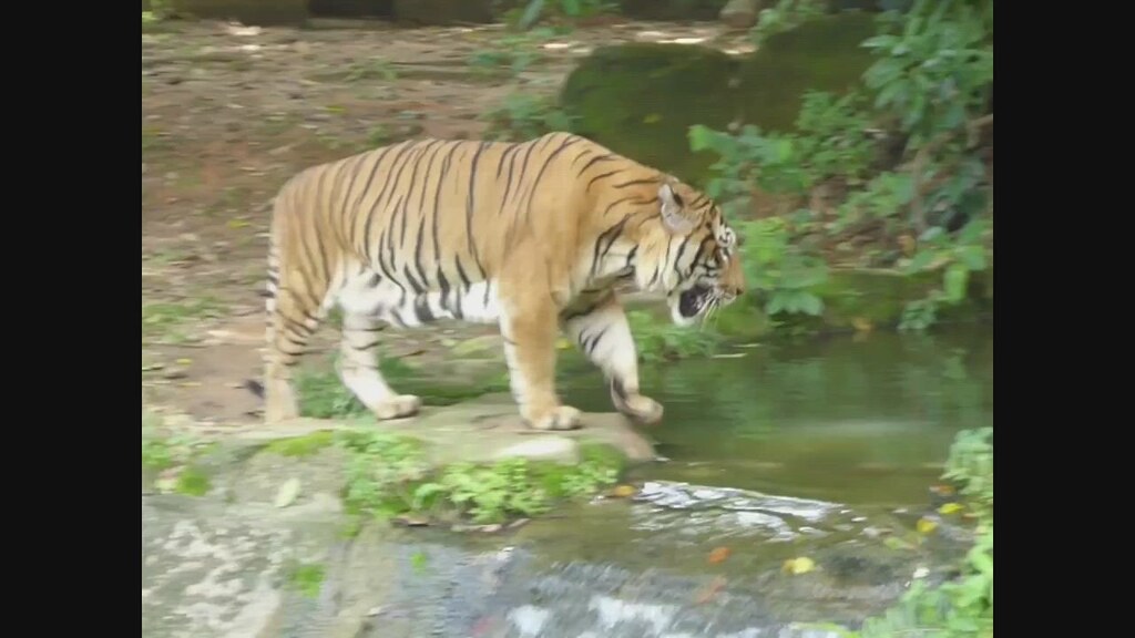Melaka Zoo animals in captivity suffering from zoochosis Flickr