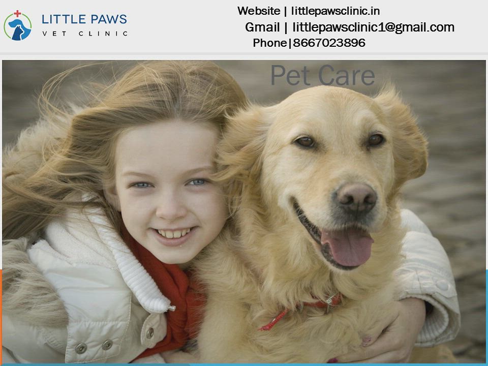 Little Paw's Vet Clinic Pet Clinic 24 Hours Veterinary… Flickr
