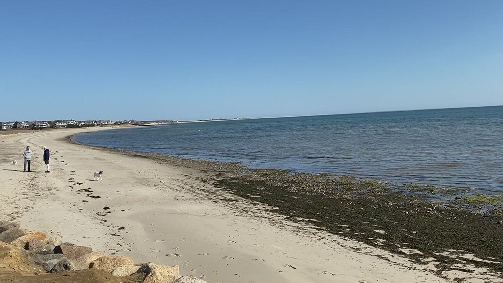 on Seaweed Cockle Cove Beach, Chatham, yesterday. BostonPeter