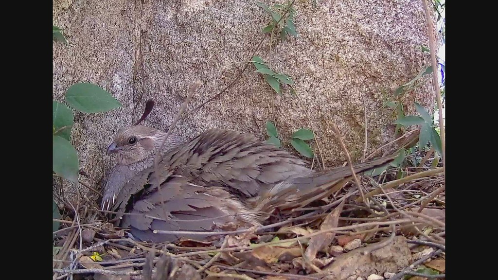 Gambel's Quail eggs hatching After watching this nest for … Flickr