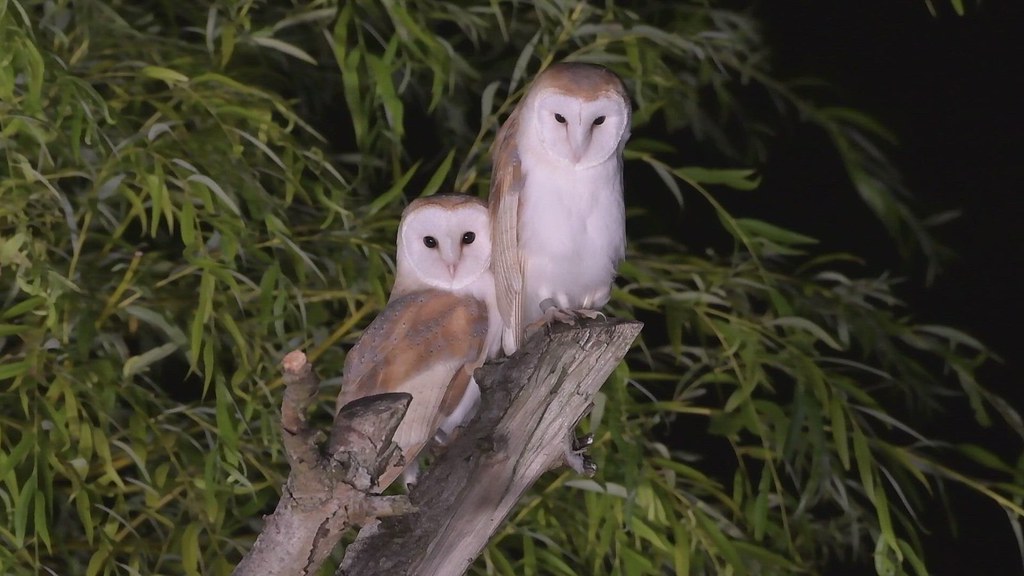 Barn Owls, with prey [video] a photo on Flickriver
