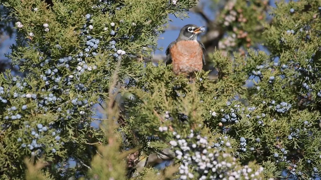 American Robin Cedar Berries Arboretum, Ottawa. Sadik Kassam Flickr