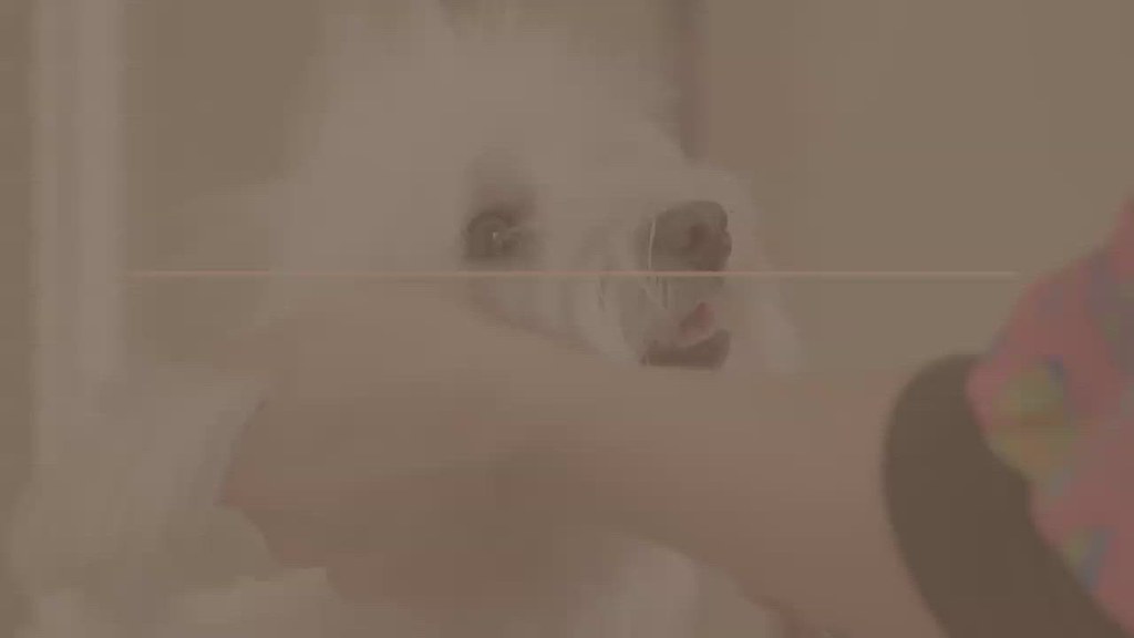 Best Dog Grooming Services In Quincy Brains Kennels Flickr