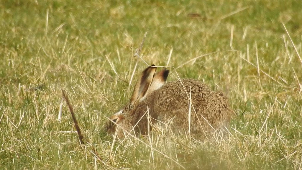 browm hare Lepus europaeus leporidae Strathspey, Scotland Badenoch