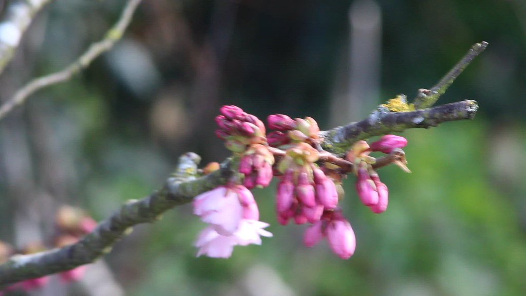 MVI_4117 Hannah Plant Flickr