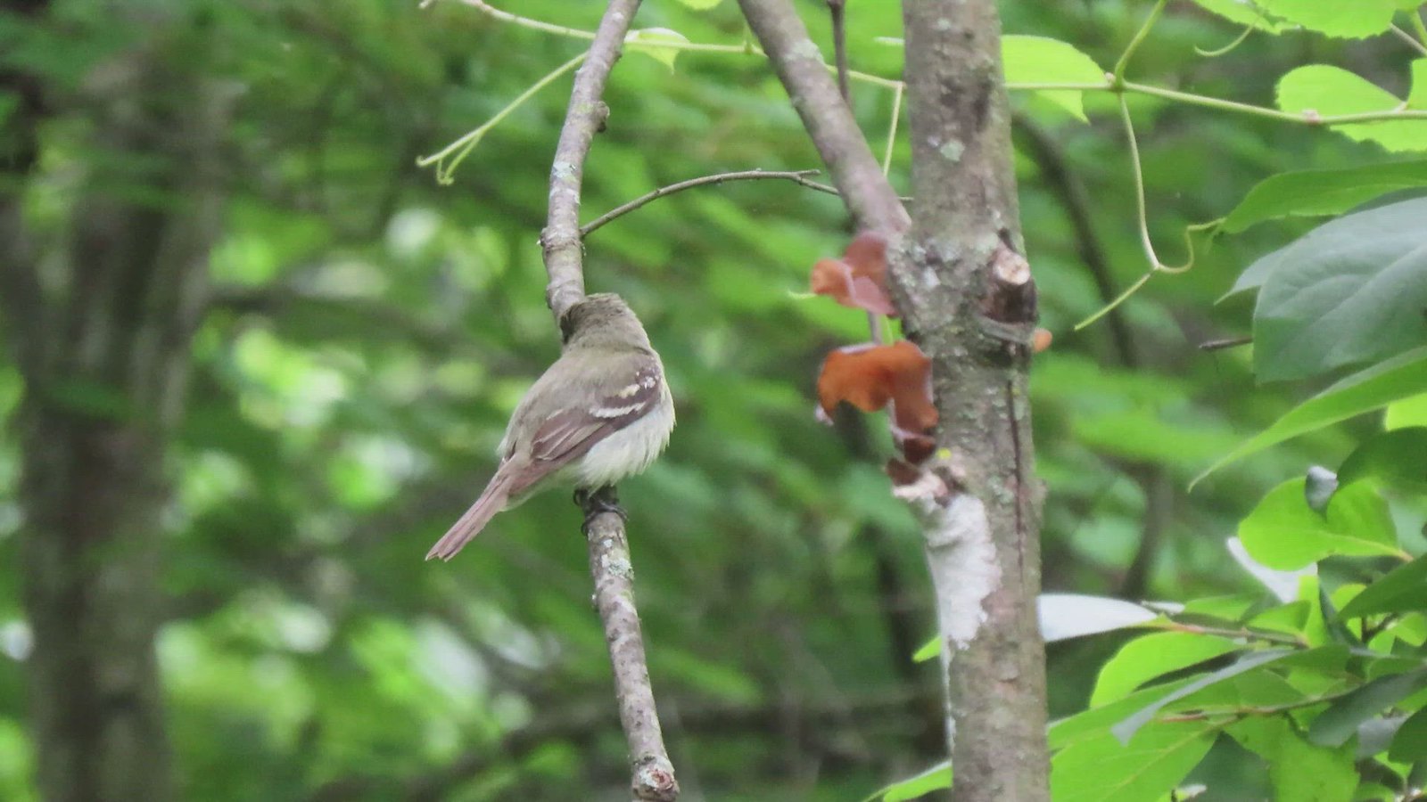 Occoquan NWR 61321 Flickr