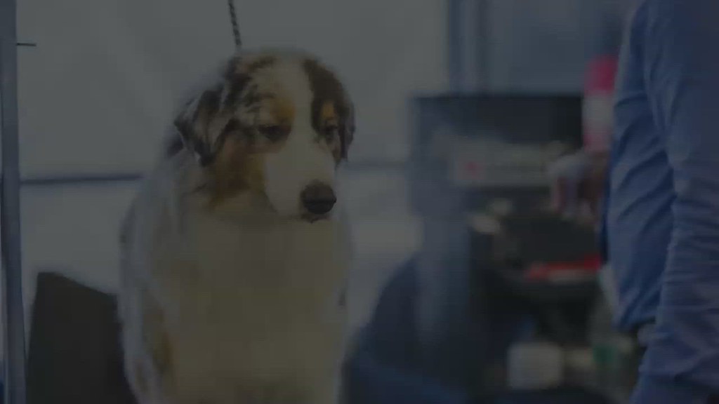 Dog Grooming Services in Quincy Brian's Kennels, Trainin… Flickr