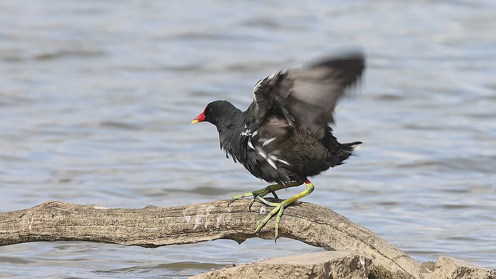 Moorhen RSPB Minsmere Whistling Joe Flickr