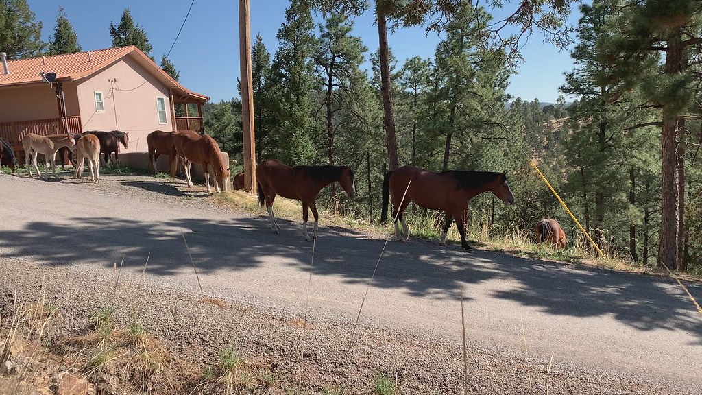 Feral horses stroll by in Ruidoso, NM A band of 20 feral h… Flickr