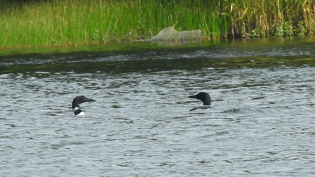 DSCN7650 Loons Forest pond, Goulds, Newfoundland. Derek Hammond Flickr