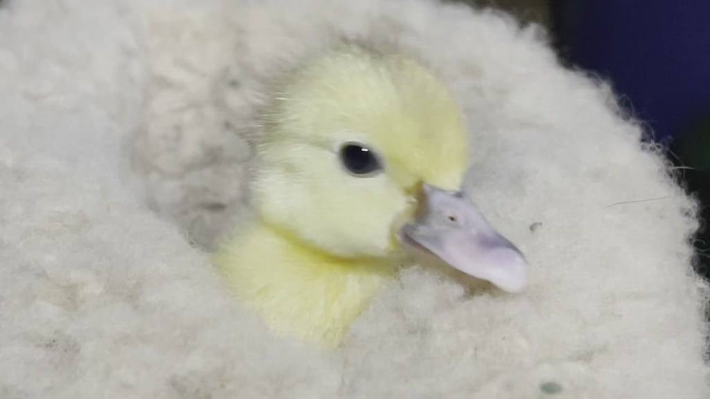 Our last little duckling keeping warm. Margaret Westrop Flickr